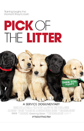 pick-of-the-litter-275.jpg